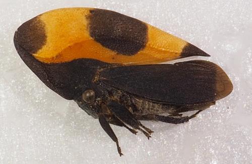 Folicarina sp.